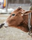Brown Cow in Tilt Shift Lens