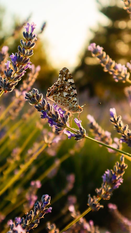 Brown and White Butterfly on Purple Flower