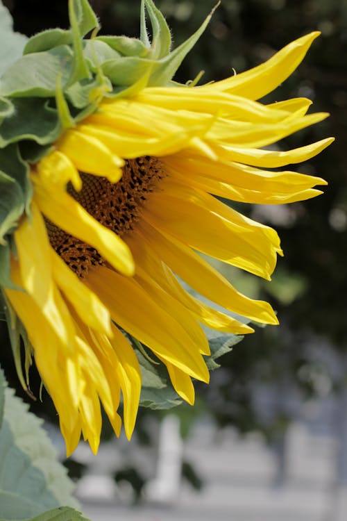 Close-Up Photo of Yellow Petals of a Sunflower