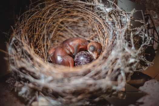 Close-Up Shot of Birds in the Nest