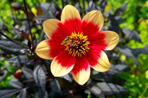 Close-Up Shot of a Bee on a Flower