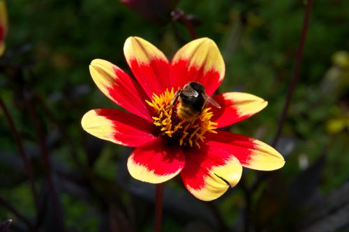 Free Close-up of a bumblebee gathering nectar on a colorful dahlia flower in a sunny Hertfordshire garden. Stock Photo