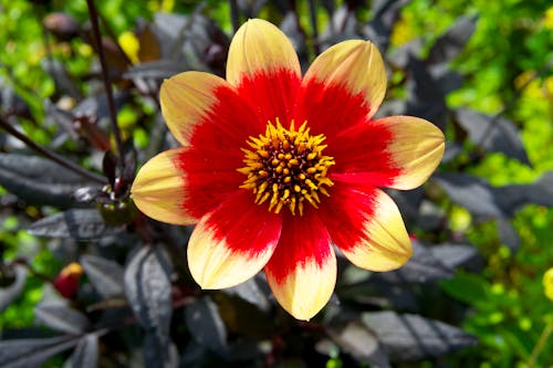Close-Up Shot of a Yellow and Red Flower in Bloom