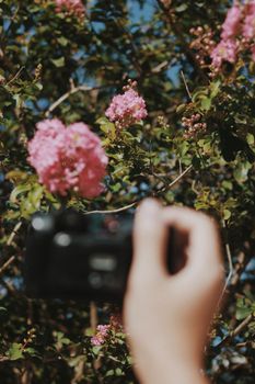 A hand holding a camera capturing vibrant pink flowers with green leaves in the backdrop.