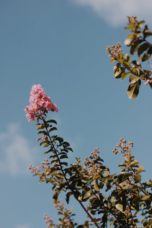 Foto stok gratis bidikan sudut sempit, bunga-bunga merah muda, cabang