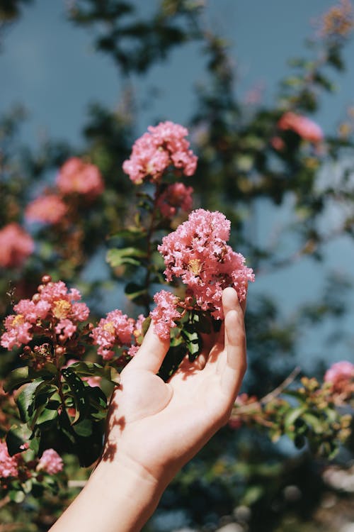 คลังภาพถ่ายฟรี ของ จับ, ดอกไม้, ดอกไม้สีชมพู
