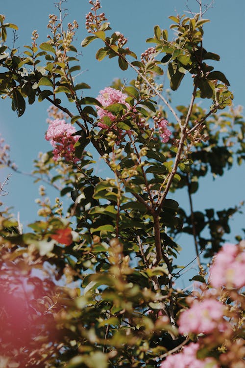 Pink Flowers and Green Leaves Under the Blue Sky