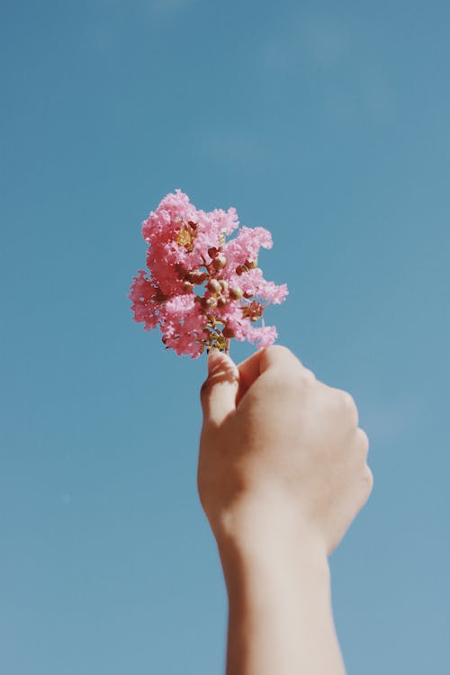 Close-Up Shot of a Person Holding Pink Flowers