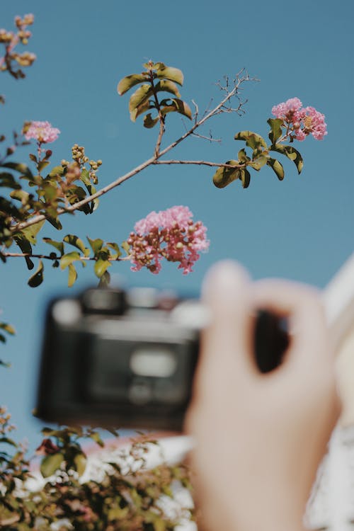 Person Taking a Picture of Pink Flowers