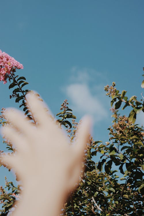 A Person Reaching on Pink Flowers Under Blue Sky