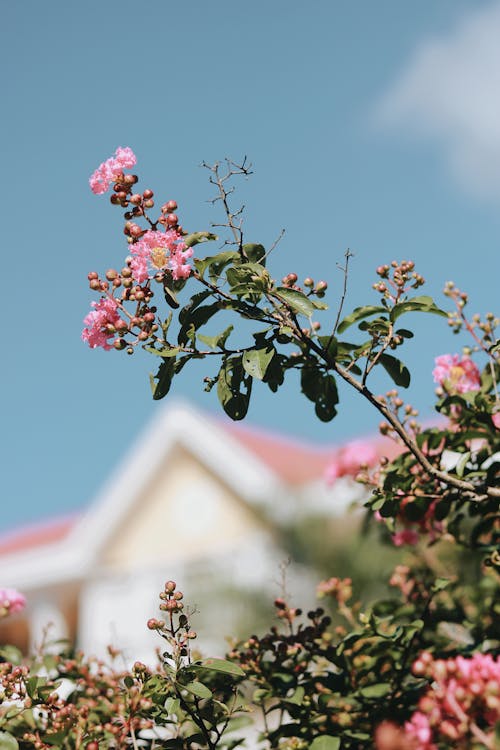 Pink Flowers on the Tree