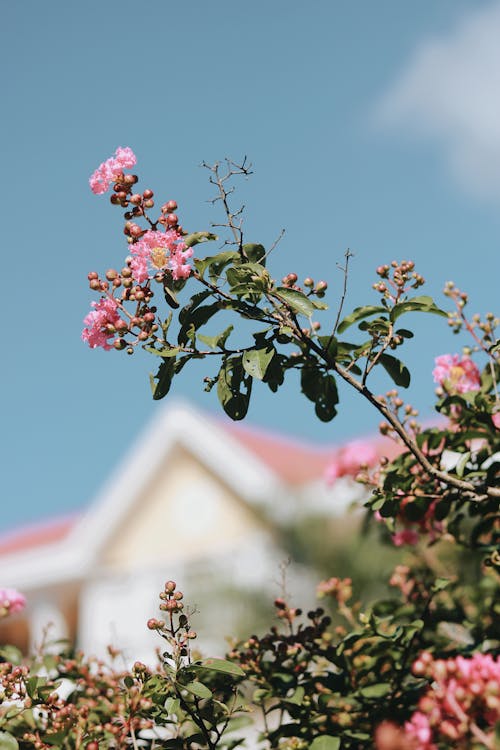 Бесплатное стоковое фото с вертикальный выстрел, природа, розовые цветы