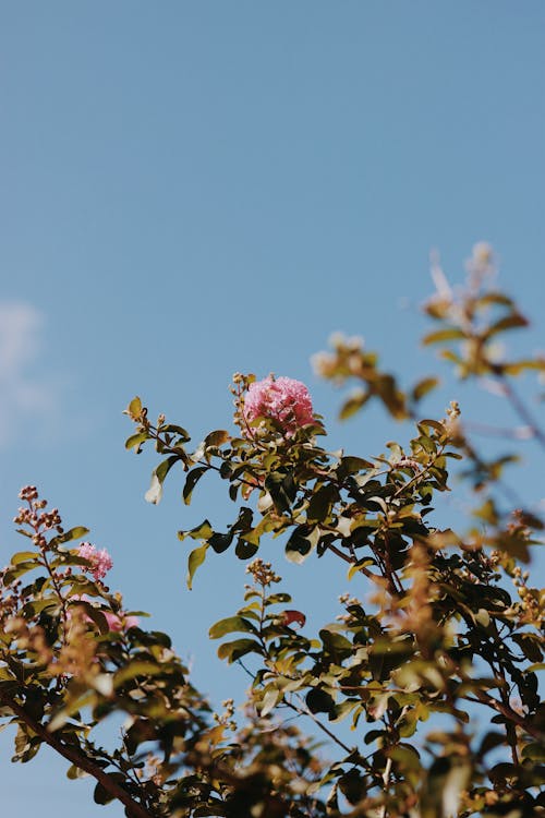Pink Flowers on the Tree