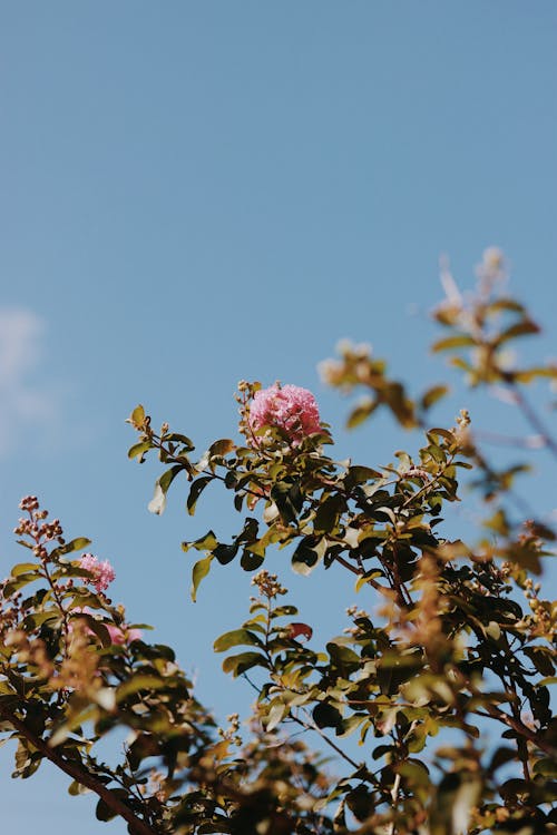 Kostenloses Stock Foto zu blumen, flora, natur