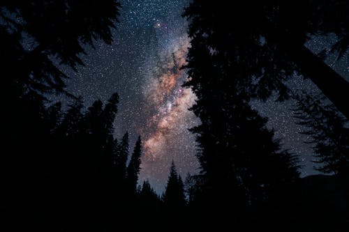 De franc Foto d'estoc gratuïta de arbres, astrofotografia, cel estrellat Foto d'estoc