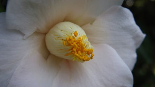 Free stock photo of camellia Stock Photo