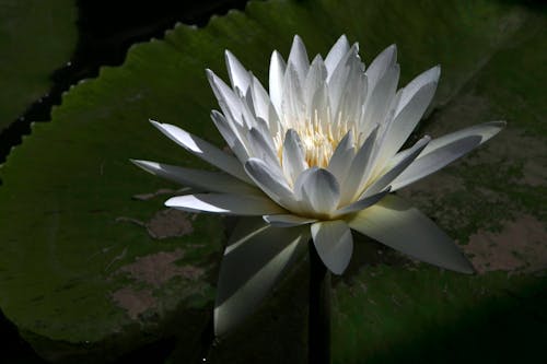 Close-Up Shot of White Lotus in Bloom