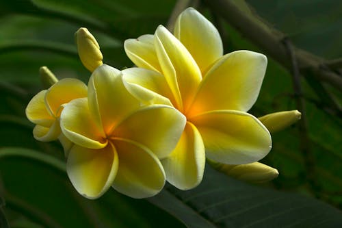 Free Close Up Photo of Frangipani Flowers Stock Photo