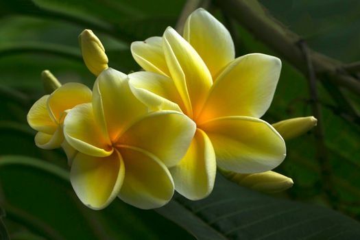 Close Up Photo of Frangipani Flowers