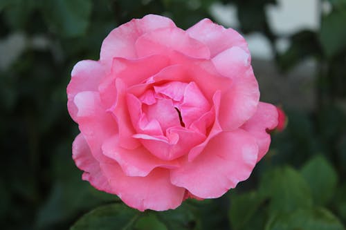 Close-Up Shot of a Pink Rose in Bloom