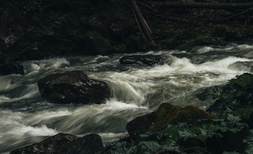 Fotos de stock gratuitas de bosque, en cascada, fluyendo