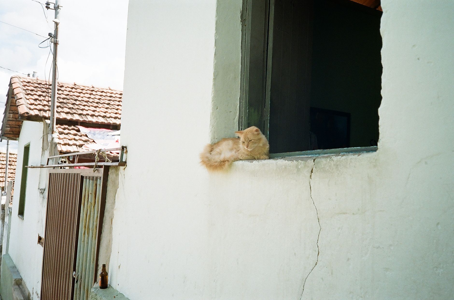 Portrait of a cat at a veterinary clinic