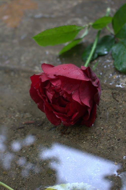 Close-Up Shot of a Red Rose on the Ground