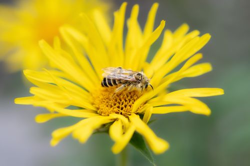 Free A detailed close-up of a bee pollinating a bright yellow flower, showcasing delicate petals and natural beauty. Stock Photo