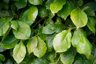 Green Leaves in the Garden