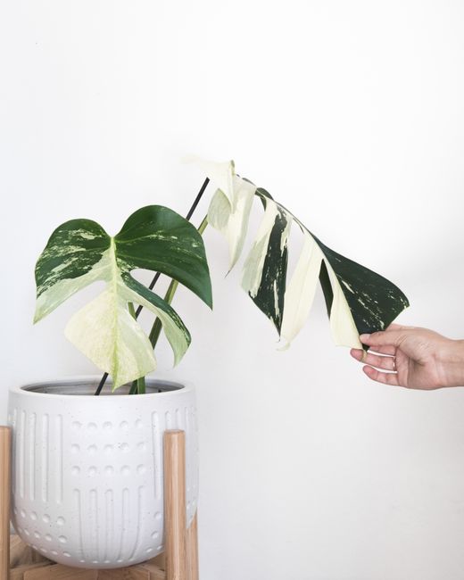 A Monstera Deliciosa Variegata plant in a stylish pot with a hand touching its leaves on a white background.