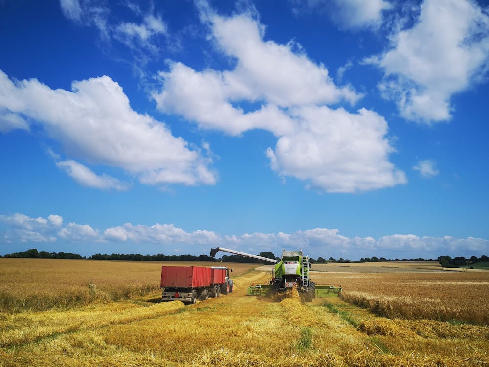 Foto d'estoc gratuïta de agricultura, camp, camps de cultiu