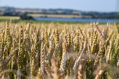 Kostnadsfria Kostnadsfri bild av fält, jordbruksområde, närbild Stock foto