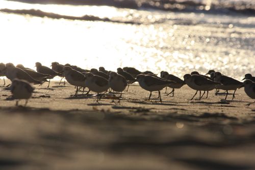 Free stock photo of beach, nature, ocean Stock Photo