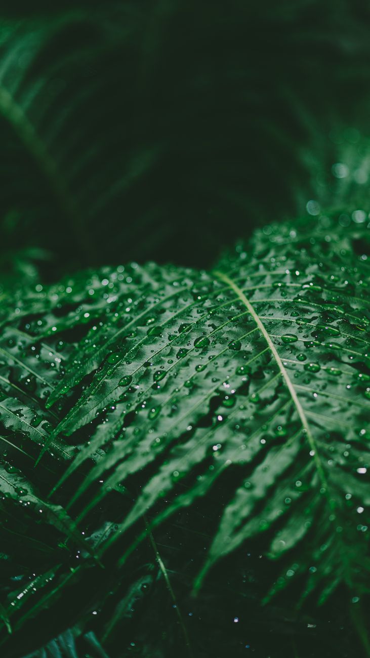 A vibrant close-up of fresh fern leaves covered in dewdrops, showcasing nature's purity and beauty.