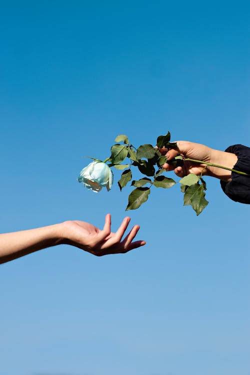 Free Close-Up Shot of a Person Holding a White Rose Stock Photo