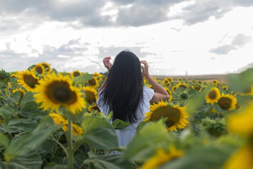 Foto profissional grátis de ao ar livre, cabelo comprido, campo de girassol