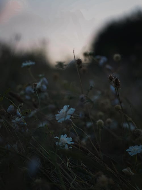 Foto d'estoc gratuïta de creixement, delicat, flora