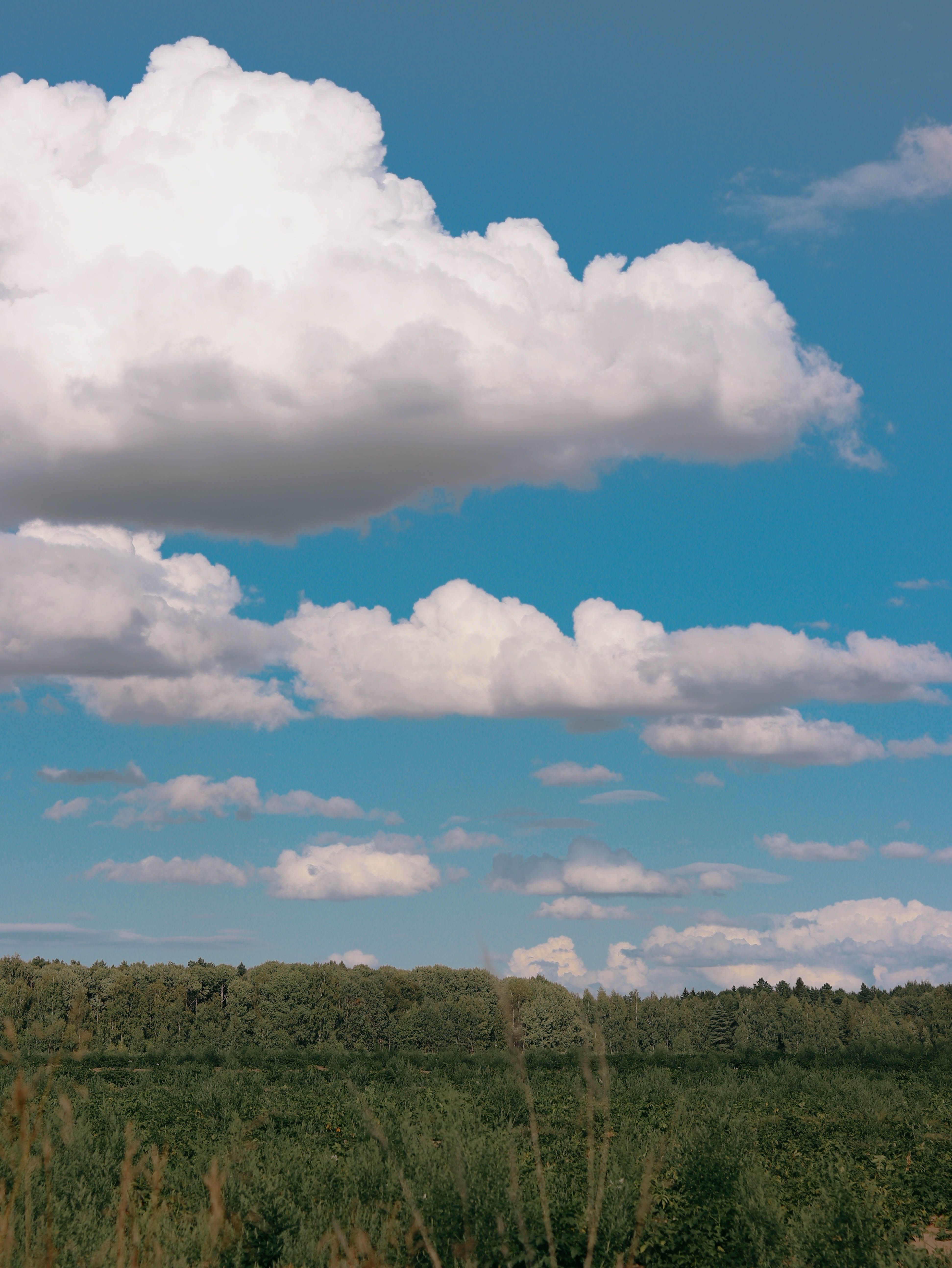 Green Forest Under of White Clouds in the Blue Sky · Free Stock Photo