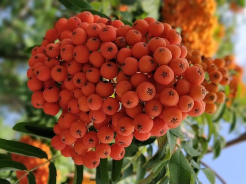 Close Up Photo of Rowan Berry Fruits
