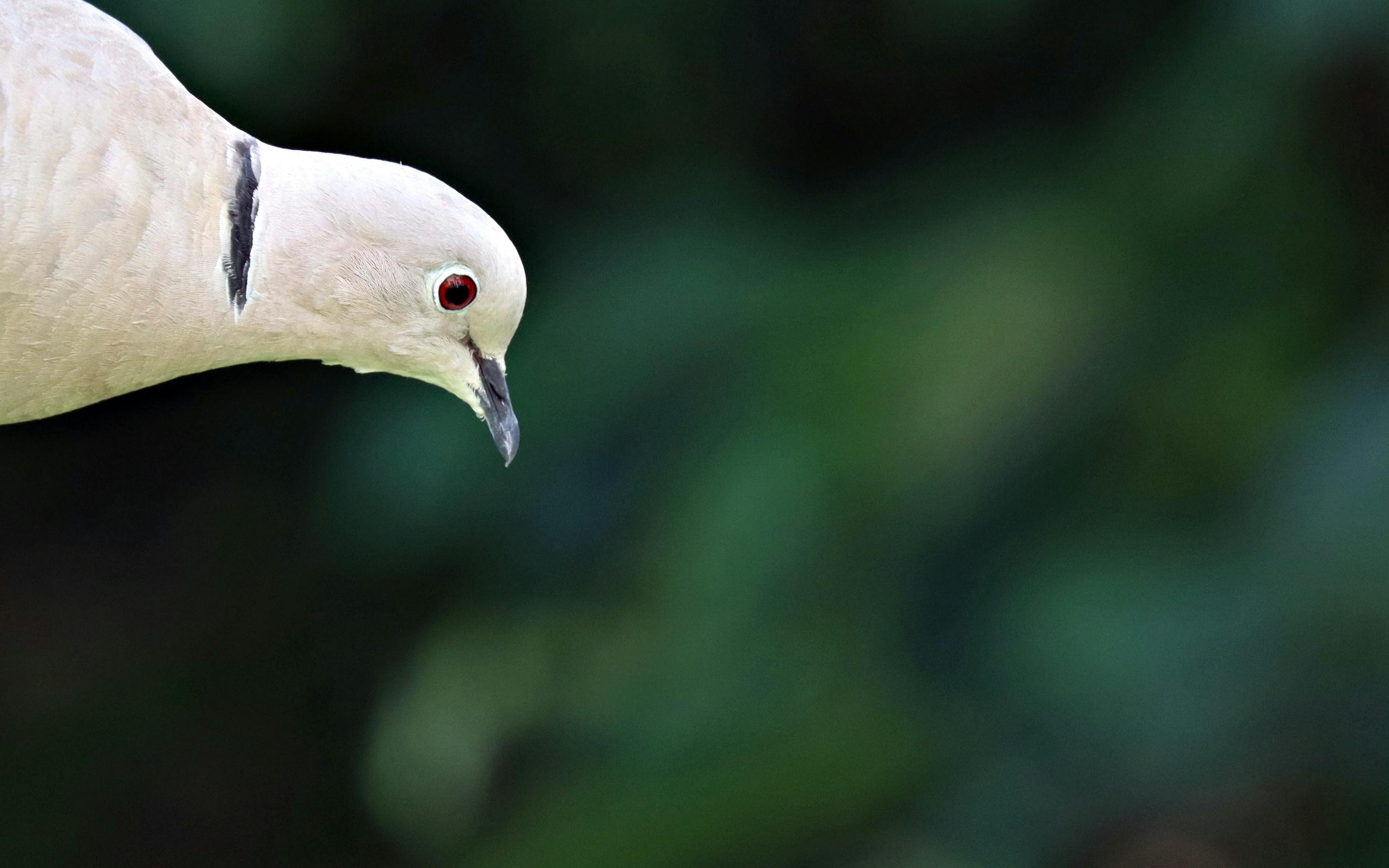 Neural gaming interface connecting player brain to digital game