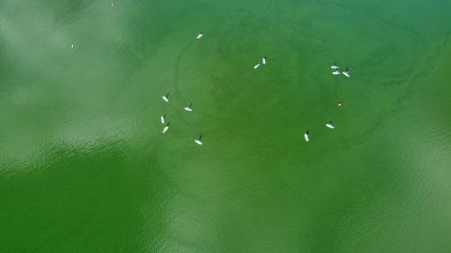 Free Drone view of paddleboarders enjoying time on a green lake in Milton Keynes. Stock Photo