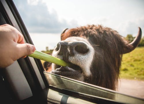 grátis Pessoa Alimentando Vegetais Em Animal Marrom Foto profissional