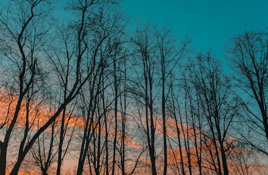 光秃秃的树影映衬在充满活力的橙蓝暮色天空下，捕捉着大自然的美丽