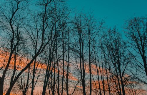 Free Bare tree silhouettes set against a vibrant orange and blue twilight sky, capturing nature's beauty. Stock Photo