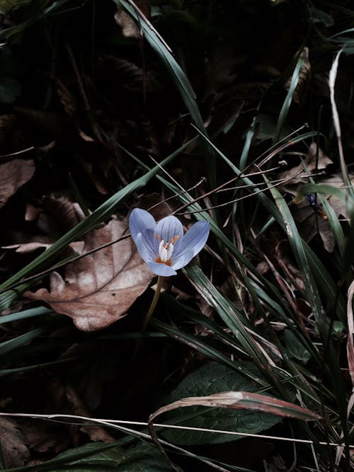 Kostnadsfri bild av blå blomma, blomfotografi, blomning