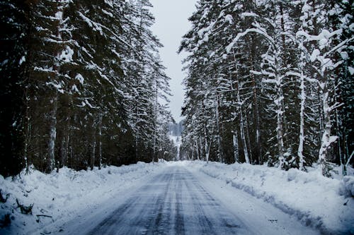 Free Snowy Road Between Trees Stock Photo