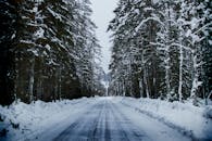 一条白雪皑皑的宁静道路穿过一片高大的树木林立的冬季森林