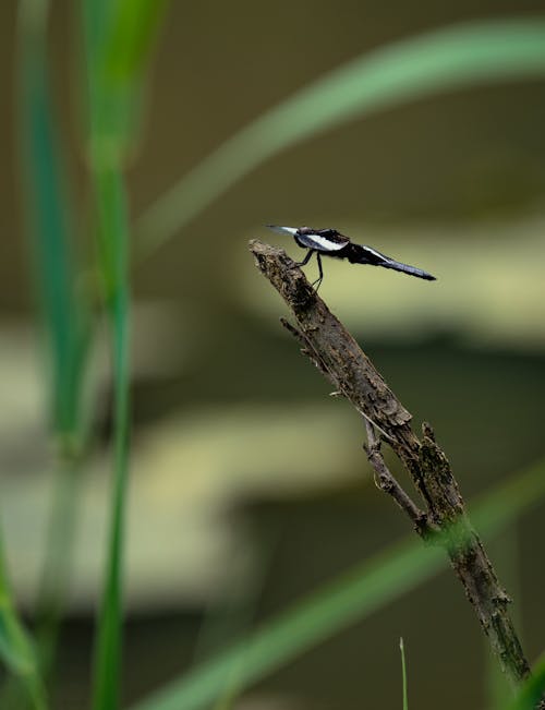 Foto stok gratis bertengger, binatang, cabang pohon