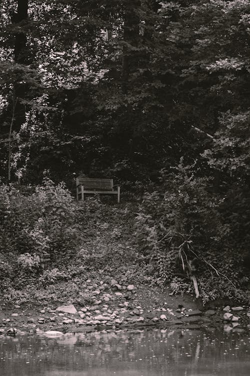 Grayscale Photo of Wooden Bench in the Forest 