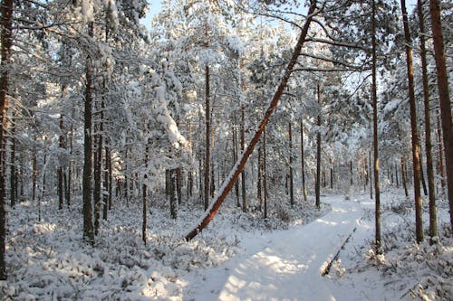 Forêt De Champ De Neige